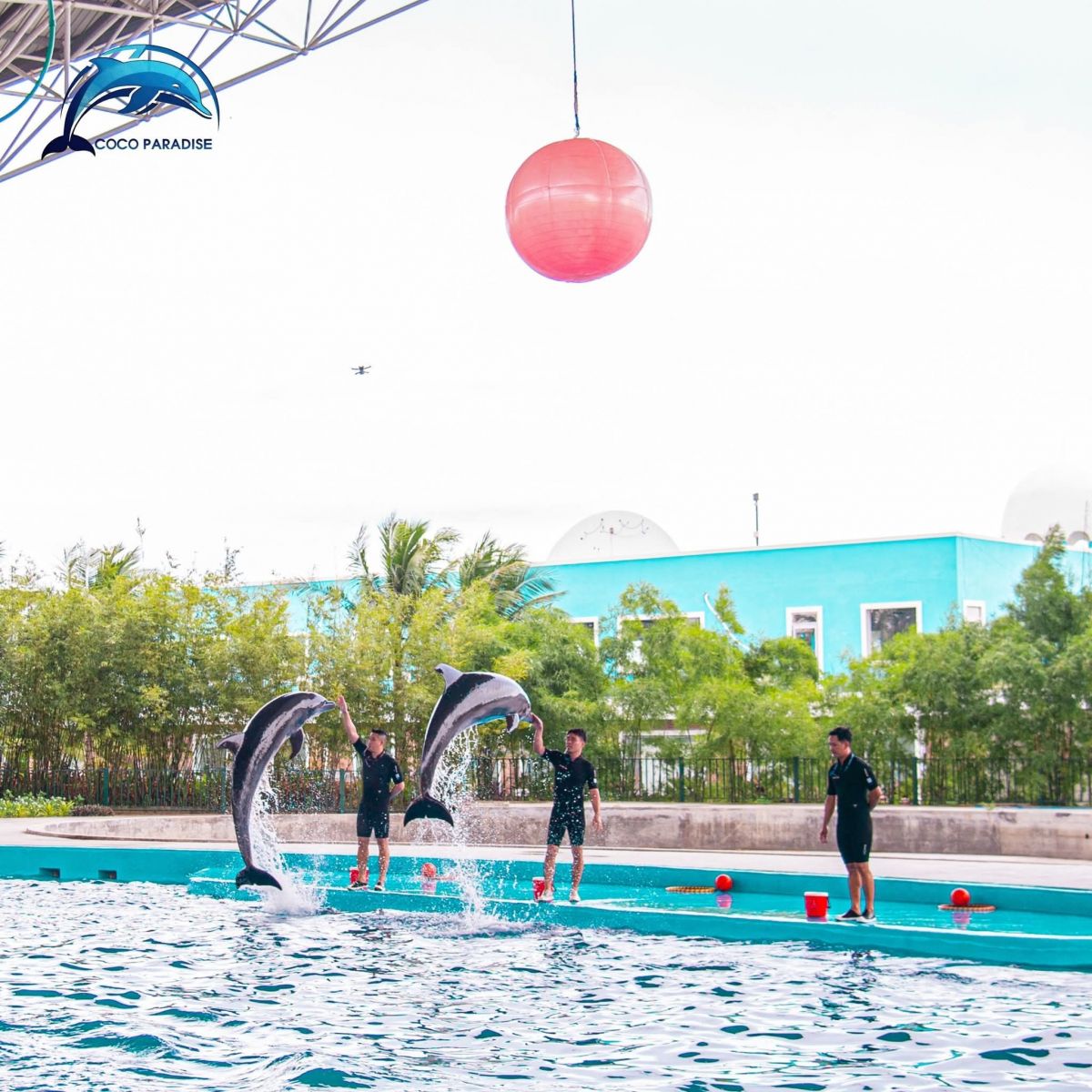 Da Nang Dolphinarium: Giá Vé 310K & Lịch Show Cá Heo